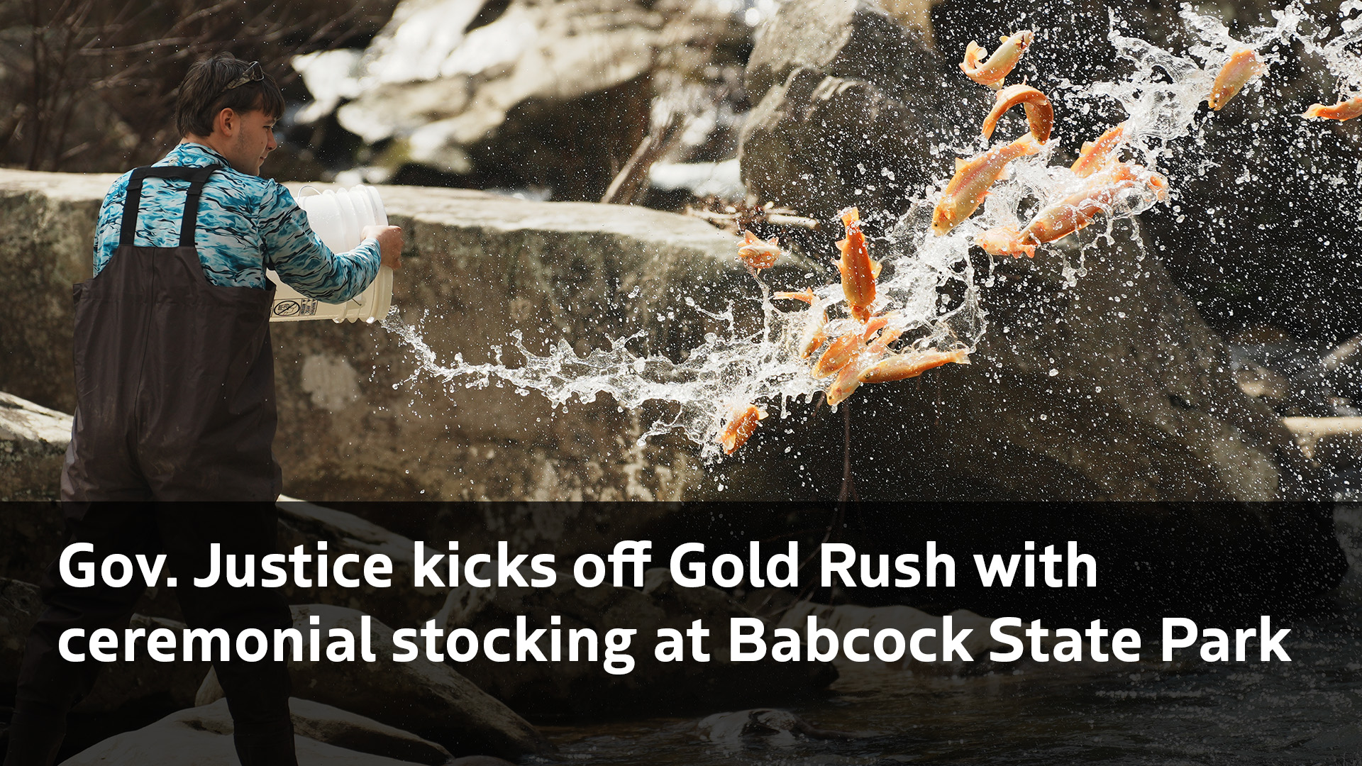Gov. Justice kicks off Gold Rush with ceremonial stocking at Babcock